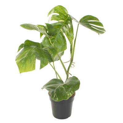 Monstera Variegata (medium wit) - P17 Monstera Variegata (medium wit) - P17