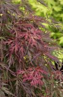 Japanse esdoorn op stam - thumbnail