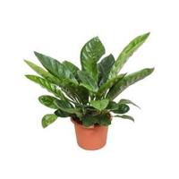 Anthurium jungle king L kamerplant - thumbnail