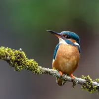 Alexsar Art Tuinschilderij ijsvogel 70x70cm - thumbnail