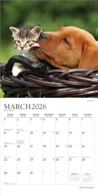 Kittens and Puppies Kalender 2026