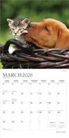 Kittens and Puppies Kalender 2026 - thumbnail