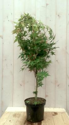Japanse esdoorn Acer palmatum boompje groen groot blad 90 cm struikje Warentuin Natuurlijk - Warentuin natuurlijk
