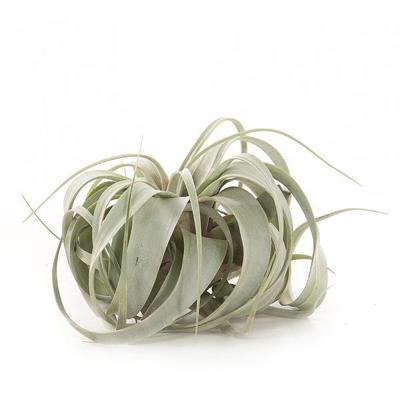 Tillandsia Xerographica Tillandsia Xerographica
