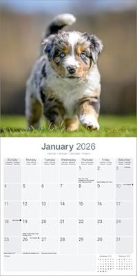 Australian Shepherd Kalender 2026 Australian Shepherd Kalender 2026
