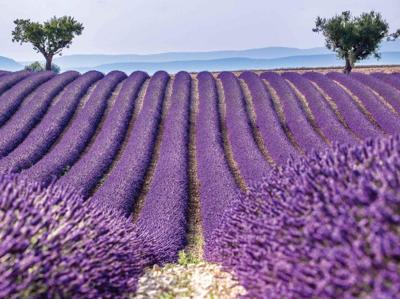 Lavendelveld 70x50cm Tuinschilderij Customize-it - Customize it