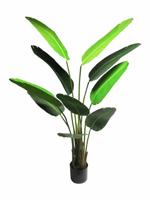 Strelitzia Nicolai medium green 160cm - thumbnail