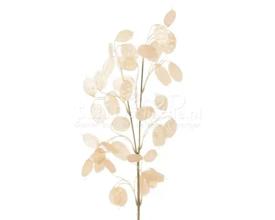 Decoratietak Parel 76cm