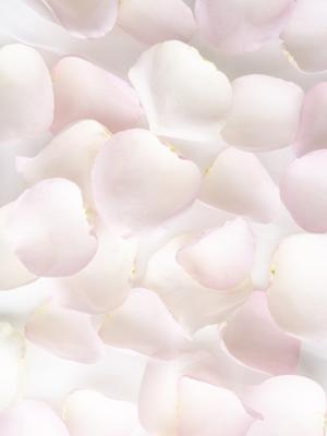 Zachtroze rozenblaadjes - Sweet Revival