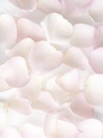 Zachtroze rozenblaadjes - Sweet Revival - thumbnail