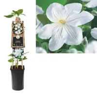 Klimplant Clematis Madame Le Coultre - Witte Bosrank - thumbnail