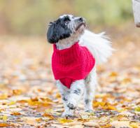 Hondentrui Trixie Rood S, Merk: Trixie - EAN: 4053032675506 - thumbnail
