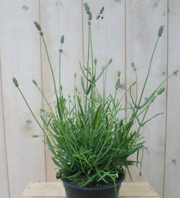 Gewone Lavendel Lavandula Warentuin Natuurlijk - Warentuin natuurlijk