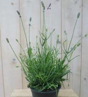 Gewone Lavendel Lavandula Warentuin Natuurlijk - Warentuin natuurlijk - thumbnail
