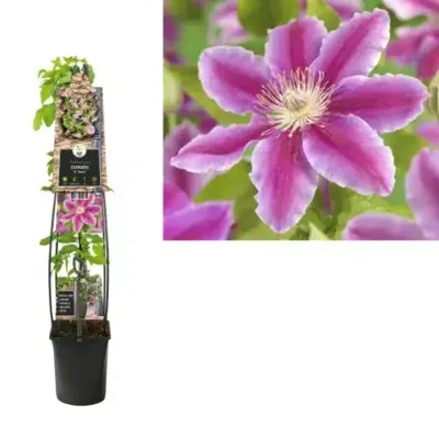 Grootbloemige Clematis Dr Ruppel 120 cm klimplant