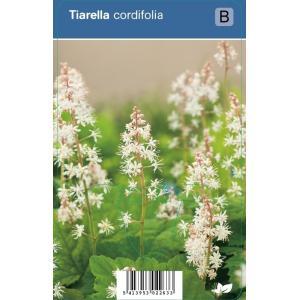 Schuimbloem (tiarella cordifolia) schaduwplant - 12 stuks