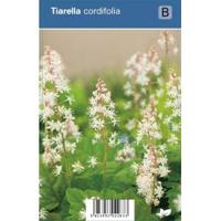 Schuimbloem (tiarella cordifolia) schaduwplant - 12 stuks - thumbnail