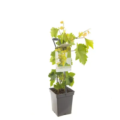 Vitis vinifera Himrod Witte druif draagbeugel fruitplant Fruithof - Fruithof