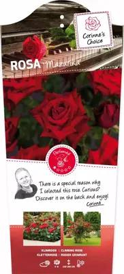 Klimrozen Mazurika - Rode klimroos