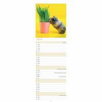 Cavia Kalender 2026 Slimline - thumbnail