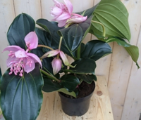 3 stelen en 3 bloemen Trosbloem roze Medinilla Magnifica kamerplant Warentuin Natuurlijk - Warentuin natuurlijk - thumbnail