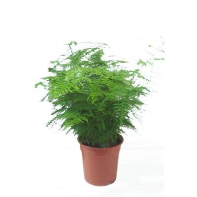 Asparagus setaceus P 17 cm