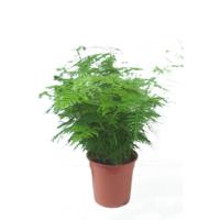 Asparagus setaceus P 17 cm - thumbnail