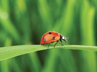 Lieveheersbeestje 70x50cm Tuinschilderij Customize-it - Customize it - thumbnail