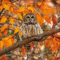 Uilen Kalender 2026 - thumbnail