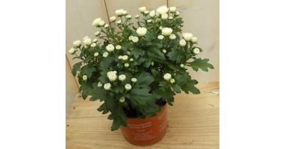 3 stuks! Mini bol chrysant wit Chrysanthemum Warentuin Natuurlijk - Warentuin natuurlijk