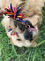 Happy Pet Twist-tee 2 knoop tugger - thumbnail