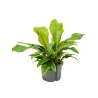 Anthurium jungle bush L hydrocultuur plant - thumbnail