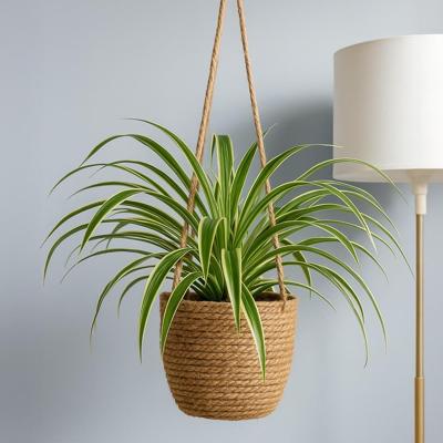 Graslelie hangplant (Chlorophytum Comosum) - P 18 cm Graslelie hangplant (Chlorophytum Comosum) - P 18 cm