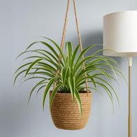 Graslelie hangplant (Chlorophytum Comosum) - P 18 cm - thumbnail