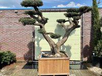Olijfboom Pon Pon - Olea Europaea - thumbnail