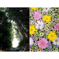 Sigma 10-18mm f/2.8 DC DN (C) RF Mount - thumbnail