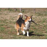 Bama Tuttomio Rubberen Speelstok 11x4x37 cm Assorti - thumbnail