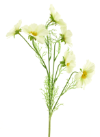 Cosmos Bibi cream 77cm - thumbnail