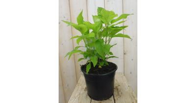 Hydrangea Arborescens "Strong Annabelle"® sneeuwbalhortensia