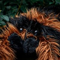 Gigantische tarantula knuffel (85 cm) - thumbnail