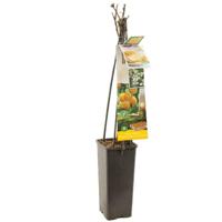 Framboos Rubus idaeus Sugana® Yellow - thumbnail