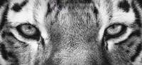 Schilderij - Ogen van de tijger in zwart wit, eye of the tiger, premium print , 2 maten - thumbnail