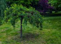 Erwtenstruik op stam - thumbnail