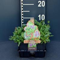 Bijenkorfje (prunella grandiflora) bodembedekker - 6-pack - 1 stuks - thumbnail