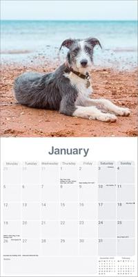 Lurcher Kalender 2026 Lurcher Kalender 2026