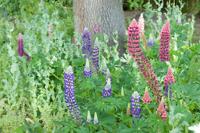 Lupine - thumbnail