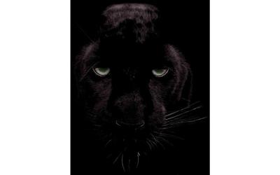 Goossens Schilderij Black Panther, 70 x 118 cm Goossens Schilderij Black Panther, 70 x 118 cm