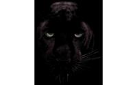Goossens Schilderij Black Panther, 70 x 118 cm - thumbnail