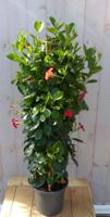 Dipladenia Mandevilla Sundaville Rood 110-130 cm Warentuin Natuurlijk - Warentuin natuurlijk - thumbnail