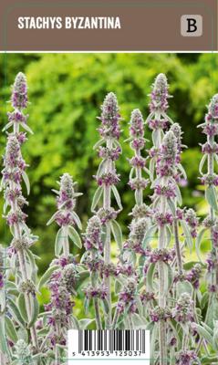 Vips Stachys byzantina - Ezelsoor